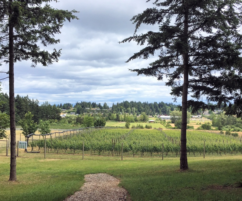 Symphony Vineyards